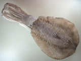 Bigfin Reef Squid (Aorika) - アオリイカ