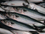 Norwegian Mackerel (Saba) - ノルウェー産サバ(丸)