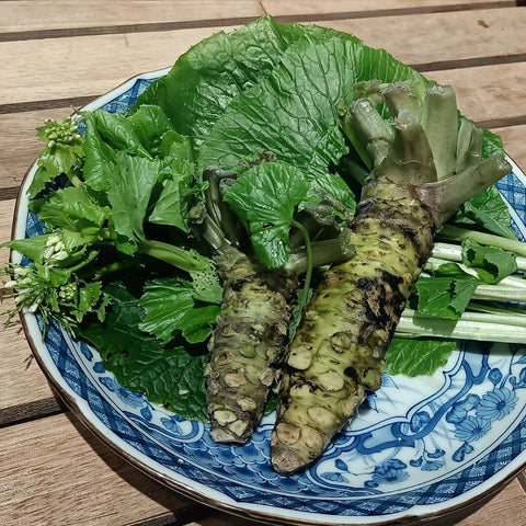 Fresh Wasabi Root