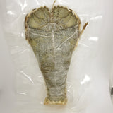 Slipper Lobster (Uchiwaebi) - ウチワエビ- Udang Kipas