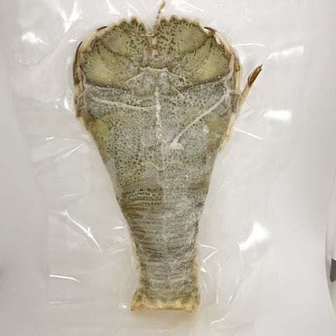 Slipper Lobster (Uchiwaebi) - ウチワエビ- Udang Kipas