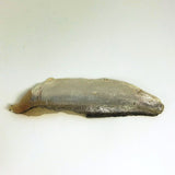 Sardine Fillet (Iwashi Fillet) - イワシフィレ