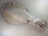 Bigfin Reef Squid (Aorika) - アオリイカ