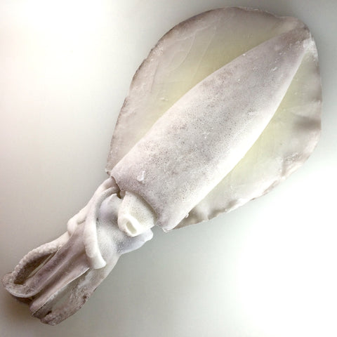 Bigfin Reef Squid (Aorika) - アオリイカ