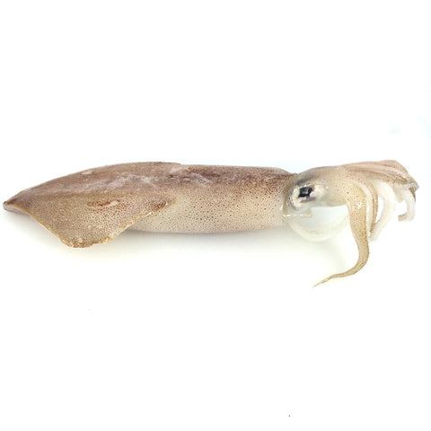Spear Squid (Yarīka) - ヤリイカ