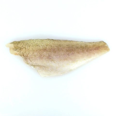 Grouper (Hata) - ハタ - Kerapu