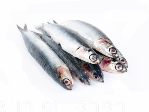 Anchovy (Katakuchi Iwashi) - かたくちいわし - Ikan Teri