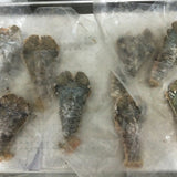 Slipper Lobster (Uchiwaebi) - ウチワエビ- Udang Kipas