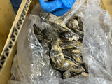 Murotsu Frozen Shell Oysters (Kara Tsuki - Sashimi Grade) - 室津産生食用冷凍殻付きカキ