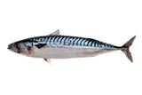 Norwegian Mackerel (Saba) - ノルウェー産サバ(丸)