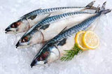 Norwegian Mackerel (Saba) - ノルウェー産サバ(丸)