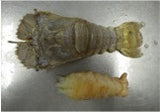 Slipper Lobster (Uchiwaebi) - ウチワエビ- Udang Kipas