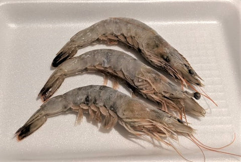 Frozen Vannamei Shrimp - Udang Vaname
