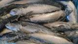 Norwegian Mackerel (Saba) - ノルウェー産サバ(丸)