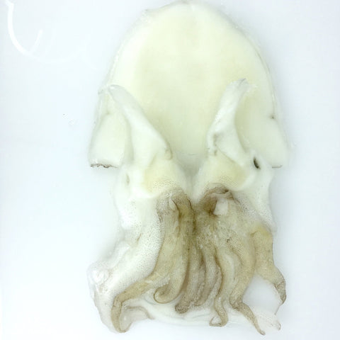 Cuttlefish (Mongoika) - スキンレスモンゴイカ - Sotong